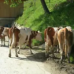 Bio-bergbauernhof Moeslhof