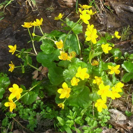Bio-bergbauernhof Moeslhof