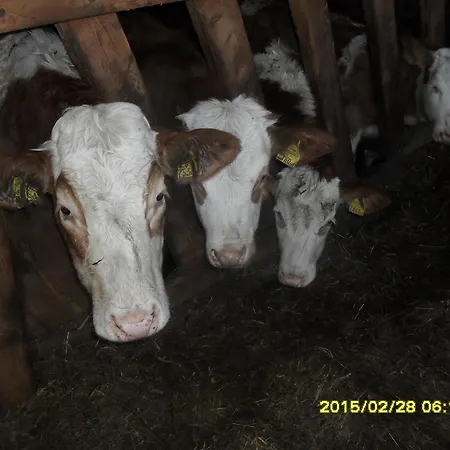 Bio-bergbauernhof Moslhof Айген (Энсталь)