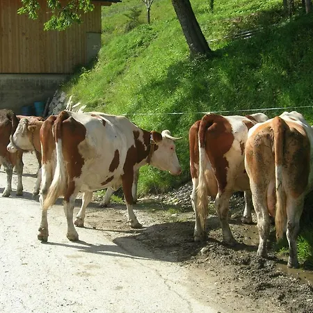 Bio-bergbauernhof Moslhof