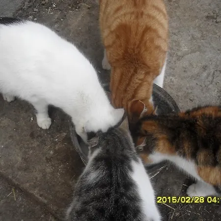 Апартаменты Bio-bergbauernhof Moslhof Айген (Энсталь)