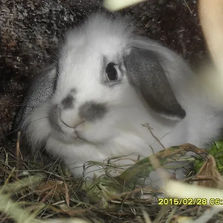 アパート Bio-bergbauernhof Moeslhof アイゲン・イム・エンスタール