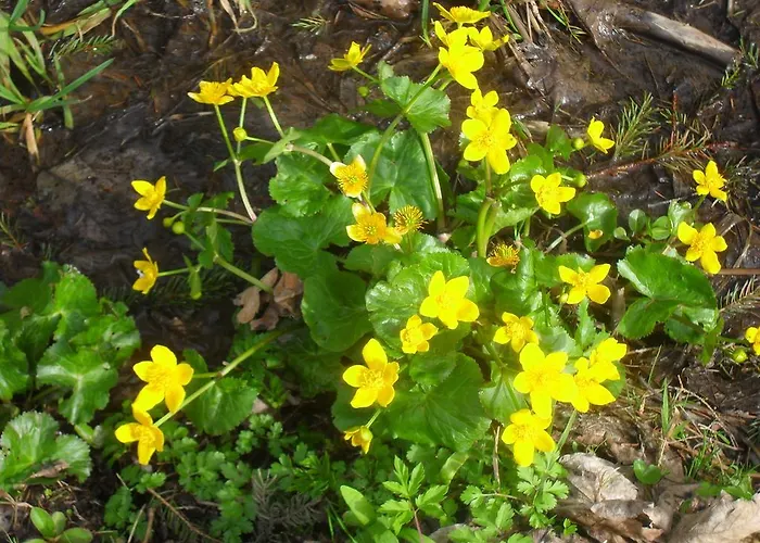 Bio-bergbauernhof Möslhof