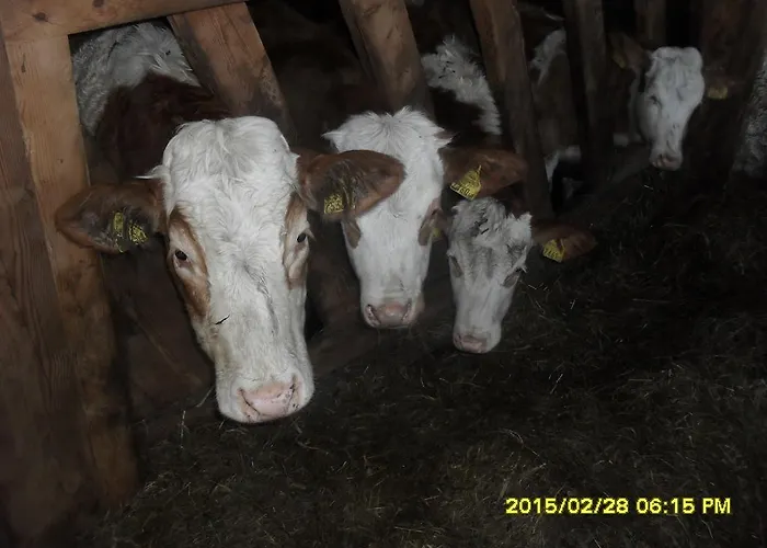 Bio-bergbauernhof Moeslhof آيغن إم إنشتال