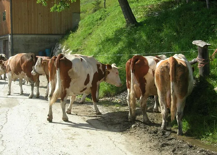 Bio-bergbauernhof Möslhof