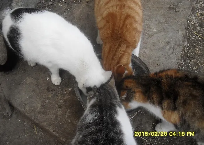 Apartment Bio-bergbauernhof Möslhof Aigen im Ennstal